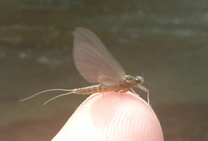2006小菅川カゲロウ.JPG