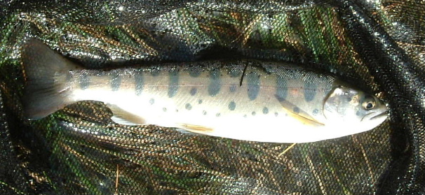 DSCF0017.JPG