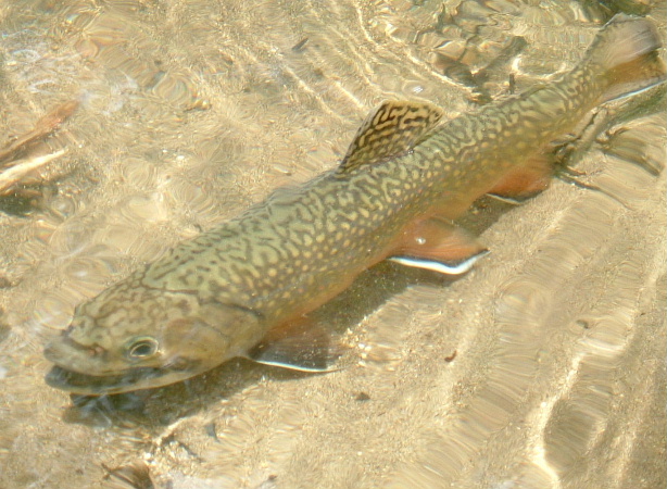 DSCF0053aaa.JPG