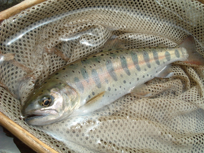 DSCF0064.JPG