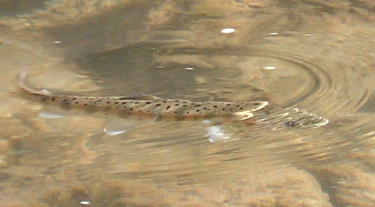 DSCF0193a.JPG